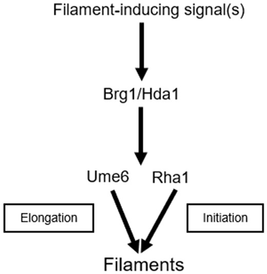 Schematic representation of Rha1 genetic interactions during the yeast to hyphal transition. Filament generating signal(s) like serum induce the expression of Brg1 and stimulate the downstream pathways. We propose that Brg1/Hda1 directs filamentation via both Rha1, which primarily acts in initiation, and Ume6, which primarily acts in hyphal elongation. Ume6 has previously been implicated in elongation and, when activated, has been shown to bypass the requirement of Brg1/Hda1 (Lu et al. 2012). We show here that activated Rha1 in the presence of serum stimulus can similarly bypass the deletion of Brg1. We also find that although either single mutant is able to facilitate filamentation, the double rha1 ume6 mutant is unable to form hyphae. Furthermore, activation of Rha1 in a ume6 mutant generates frequent short hyphae that are inefficiently extended, consistent with a role of Ume6 in extension, while activation of Ume6 in a rha1 mutant background allows extension of all initiated filaments.