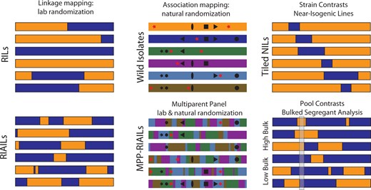 QTL-mapping panels. Different experimental designs make different compromises along many axes, including detection power, mapping resolution, and genetic diversity. Laboratory crosses of a pair of strains provide a straightforward route to mapping by linkage in RILs, represented here as a single chromosome from each of six RILs from a cross of two strains, one with an orange genome and the other blue. Because of the low recombination rate in C. elegans, RIL chromosomes have an average of one crossover each. By adding generations of intercrossing prior to inbreeding, RIAILs increase the number of breakpoints, increasing mapping resolution. Association mapping uses historical recombination to randomize alleles. Wild isolates carry a mixture of common alleles that arose in ancient ancestors (black symbols) and more recent alleles that are unique to each strain (red stars). The pattern of association among shared variants (LD) is governed by the population history of recombination, and some variants may be perfectly correlated (e.g., black star and black hexagon). Multiparent panels use laboratory crosses to shuffle wild isolate genomes even more, reducing LD and increasing the frequency of rare alleles; now even singletons (red stars) are visible to QTL mapping. QTL can also be discovered by comparing strains that differ only in a small interval—near-isogenic lines. Finally, bulk segregant and related evolve-and-resequence methods do away with the construction of inbred lines. They detect QTL as differences in allele frequencies between pools of individuals selected to differ in phenotype. In the figure, the allele frequencies differ between the high-phenotype pool and the low-phenotype pool in the highlighted interval.
