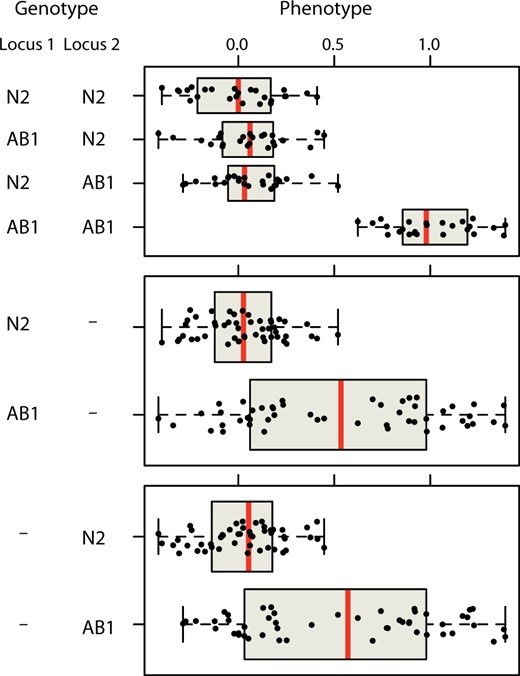 Epistasis for free. A hypothetical example of a trait with pure redundancy between two underlying loci that differ between the strains N2 and AB1. Of 100 simulated RILs, only those carrying AB1 alleles at both loci show a phenotypic effect of the loci (top panel). But considering the loci one at a time (middle and bottom panels), each locus has a clear marginal effect and is easily detectable by QTL mapping methods that do not explicitly consider epistatic interactions. Note that the power to detect these loci is strongly influenced by the frequency of the rare phenotypic class (here, ¼, but often much lower in GWA mapping designs). Methods tailored to discover epistatic interactions often take advantage of the difference in phenotypic variance between single-locus phenotypic distributions to identify candidate interactors (Struchalin et al. 2010; Rönnegård and Valdar 2012).