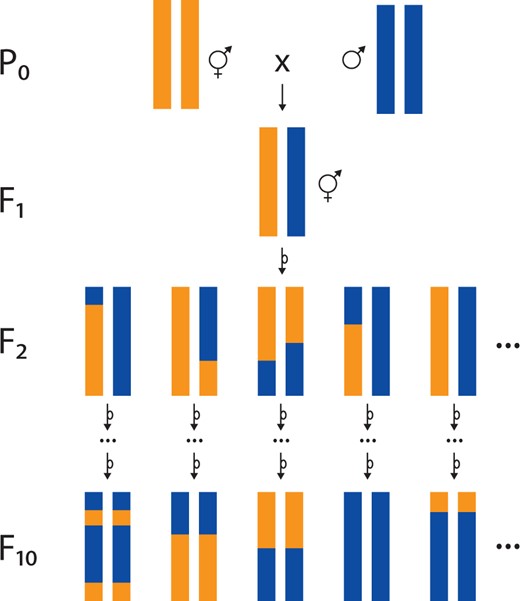 RIL construction. Conventional RILs are generated by crossing two inbred lines (P0), each here represented by a single pair of homologous chromosomes. The cross yields F1s that are heterozygous at every locus that differs between the strains. Self-fertilization of F1 hermaphrodites yields genetically heterogeneous F2s. Because of complete crossover interference in C. elegans, each F2 carries on average one recombinant chromosome with a single crossover. Each F2 is independently inbred by selfing until the F10 generation, at which point the genome is expected to be completely homozygous, with an average of one crossover per chromosome. This collection of homozygous strains is a panel of RILs. Note that this panel will all inherit the mitochondrial genome of the P0 hermaphrodite. To balance the panel with respect to mitochondrial genotype, an equal number of RILs should be constructed from the reciprocal cross.