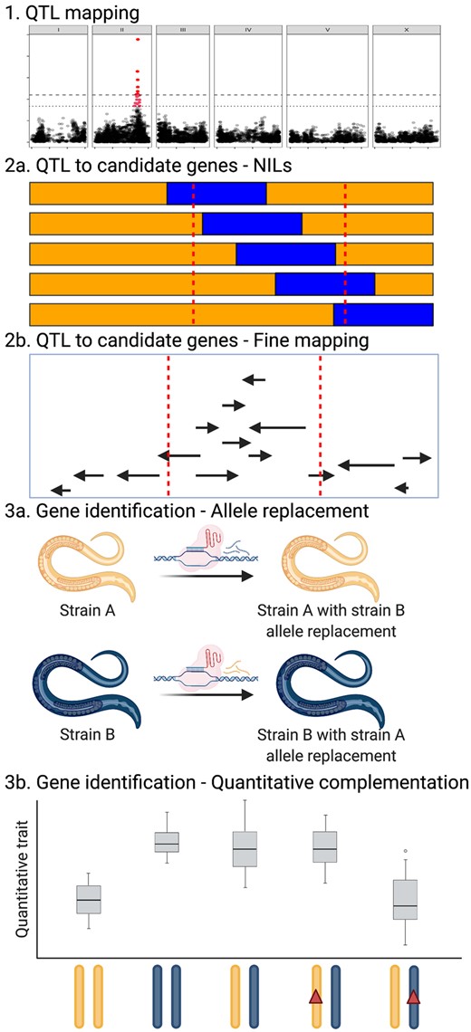 Genetic causality experiments in C. elegans. Step 1 is to identify QTL using statistical mapping approaches. A GWA mapping is shown here. Step 2a uses NILs to narrow the QTL confidence interval found in Step 1, shown as dotted red vertical lines. In parallel or iteratively, QTL fine-mapping approaches like Step 2b can also narrow a QTL to candidate genes. Once candidate genes are identified, genome-editing using CRISPR-Cas9, as shown in Step 3a, can replace the candidate gene allele from Strain A with the Strain B allele and vice versa. Sometimes candidate genes have many different variants or no single variant can be tested as in Step 3a. In these cases, a loss-of-function allele like a deletion shown in Step 3b can be created in both Strain A and Strain B genetic backgrounds using CRISPR-Cas9 genome editing. Then, these new deletion strains can be crossed to the reciprocal parent strains and compared to the parent strains and heterozygotes in a quantitative complementation experiment. In the example shown here, Strain A (orange) has a low trait value and Strain B (blue) has a high trait value. The Strain B allele confers a dominant phenotype as seen in the heterozygote. Deletion of the Strain A allele has no effect on the phenotype of the heterozygote but loss of the Strain B allele fails to complement the Strain A allele. These data indicate that the gene deleted is the same gene that confers a trait difference between these two strains.