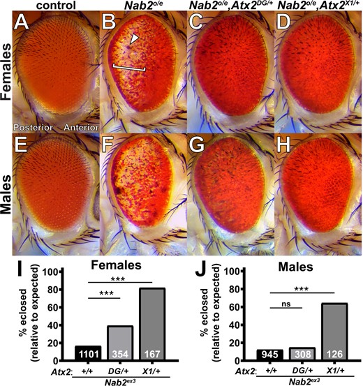 Loss-of-function alleles of Atx2 suppress effects of Nab2 misexpression in female and male Drosophila. Compared with (A) the uniform color and regimented ommatidial eye structure in control females expressing GMR-Gal4 driver alone. (B) Overexpression of endogenous Nab2 with GMR-Gal4 (Nab2°/e) induces posterior pigment loss (bracket), sporadic blackened patches (arrowhead), and ommatidial disordering or “roughness.” Heterozygosity for either of two Atx2 loss-of-function alleles. (C) Atx2DG08112/+ or (D) Atx2X1/+, dominantly suppresses the pigment loss and blackened patch phenotype, with limited impact on roughness. (E–H) These genetic relationships are also observed in eyes in males. (I, J) Nab2ex3 homozygotes lacking endogenous Nab2 show decreased adult viability, as quantified by the percentage of pupal flies eclosing to adulthood out of the amount expected by Mendelian inheritance. (I) In females, both loss-of-function alleles of Atx2 partially rescue this Nab2ex3 reduced viability; (J) in males, only Atx2X1/+ suppresses. Sample sizes (n) are reported in each bar and include all F1 progeny scored, including genetically distinct siblings of the genotype of interest used to calculate % eclosed (relative to expected). Fisher’s exact test (two-sided) was used to assess statistical significance. ns, not significant; ***P< 0.001.