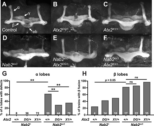 Loss-of-function alleles of Atx2 specifically suppress axon morphology defects in Nab2ex3 MB α, but not β, lobes. (A) In a representative Nab2pex41 control brain, Fasciclin 2 (Fas2)-marked axons from some Kenyon cells of the MB bifurcate and project dorsally into α-lobes and medially into β-lobes. Fas2 also marks γ-lobes and the ellipsoid body (eb) (white arrows). Representative images show heterozygosity for (B) Atx2DG08112/+ or (C) Atx2X1/+ induces overprojection or “fusion” of β-lobes, while (D) homozygosity for the Nab2 null allele Nab2ex3 induces both β-lobe fusion and the thinning or complete absence of α-lobes. Heterozygosity for either (E) Atx2DG08112/+ or (F) Atx2X1/+ in combination with Nab2ex3 partially restores proper α-lobe morphology and (G) significantly suppresses the penetrance of α-lobe defects compared with Nab2ex3 alone. (H) By comparison these Atx2 alleles neither suppress nor enhance the penetrance of β-lobe defects compared with Nab2ex3 alone. Sample sizes (n) are reported in each bar and quantify, for each genotype, the total number of α-lobes scored for defects and the total number of brains scored for β-lobe fusion. Fisher’s exact test (two-tailed) was used to assess statistical significance. ns, not significant; **P≤ 0.01.