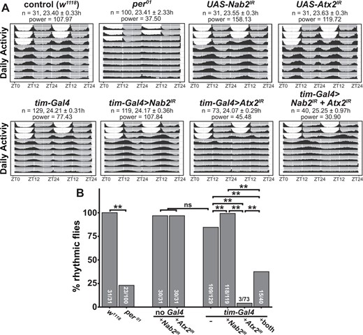 Nab2 loss partially suppresses Atx2-dependent circadian arrhythmicity. (A) Double-plotted actograms showing the activity patterns for male flies of each indicated genotype during 3 days of 12-h light/dark entrainment and 7 days of 24-h darkness. During the 3 days of entrainment, 12-h light periods are shown as white boxes between ZT0 (lights on) and ZT12 (lights off), while 12-h dark periods are shown as gray boxes between ZT12 and ZT24 (which is also ZT0 of the subsequent day). The number of flies (n), calculated circadian period length (hours ± SD), and power of rhythmicity are shown for each genotype. (B) The percentage of rhythmic flies for each genotype as determined by chi-squared periodogram analysis in the Rethomics package (Geissman 2019). For each genotype, the number of rhythmic flies/total number of flies tested is shown. Pairwise Fisher’s exact tests with Bonferroni corrections were performed to assess statistically significant differences between groups (**P < 0.01).