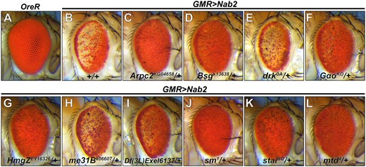 Enrichment for Nab2 genetic interactors among 10 candidate loci identified by Nab2 RIP-Seq. White light images of adult female eyes from (A) control (Oregon R), or (B) GMR>Nab2 alone (+/+) or (C–L) in combination with each of the ten indicated alleles. Eight of these ten alleles dominantly modify the “small, rough eye” phenotype characteristic of GMR>Nab2 (i.e., Nab2°/e). Seven of these are suppressors: Arpc2, HmgZ, sm, stai, and mtd alleles suppress strongly (C, G, J–L), with restoration of pigmentation, size, and some ommatidial patterning in the anterior portion of the eye, while the Bsg and Gαo only incompletely restore pigmentation (D, F). The drk allele behaves as a dominant enhancer (E) which reduces eye size, increases pigment loss, and leads to the appearance of black spots. The final two alleles, me31B and SLC22A [in the Df(3L)Exel6137 deficiency] (H, I) have no effect, or a very mild effect, on GMR>Nab2 phenotypes.