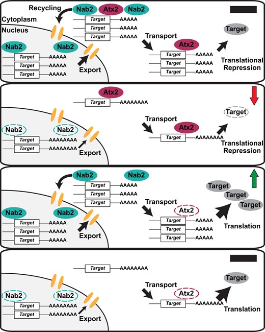 A model of opposing regulatory roles for Nab2 and Atx2 on shared associated RNA transcripts. (Top panel) In the wild-type condition, Nab2 protects transcripts from degradation, limits poly(A) tail length, and contributes to target RNA export from the nucleus, shuttling with its associated transcripts into the cytoplasm. Nab2 and Atx2 may co-occupy the same transcripts briefly or occasionally during nuclear-cytoplasmic mRNP remodeling and prior to Nab2 recycling into the nucleus. Atx2 accompanies target transcripts to their destinations (e.g., synaptic terminals) and contributes to miRNA-mediated translational repression, which is released under certain conditions (e.g., synaptic activity), ultimately contributing to regulated production of the encoded protein. (Second panel) In Nab2ex3 nulls, target mRNAs are less stable, exhibit longer poly(A) tails, and are exported less efficiently from the nucleus. As a result, less mRNA reaches its appropriate destination, resulting in a decrease in steady-state levels of encoded protein (red arrow). (Third panel) In Atx2 loss-of-function heterozygotes (i.e., Atx2DG08112/+ or Atx2X1/+), less Atx2 protein is expressed and available to repress target translation, resulting in less responsive, higher steady-state levels of encoded protein (green arrow). (Bottom panel) Effects of the complete loss of Nab2 in Nab2ex3 and the decrease of functional Atx2 in Atx2 loss-of-function heterozygotes balance one another. While nuclear target mRNA is less stable and less is exported from the nucleus successfully, these RNAs are also under less strict translational control in partial absence of Atx2, ultimately resulting in balanced effects on encoded protein levels.