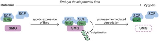 Model of the temporal regulation of SMG protein degradation by SCFBard during the MZT. During the maternal phase of the MZT, although the SCF core components and the F-box protein SLMB are present they do not bind SMG. Zygotic synthesis of Bard toward the end of the MZT promotes binding to SMG of SCFBard and SCFSLMB. This triggers ubiquitin-mediated proteasomal degradation of SMG.