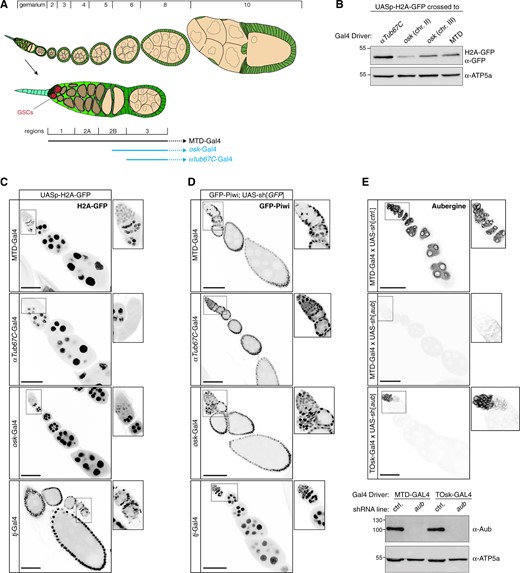 Efficient and specific transgenic RNAi in the differentiating female germline. (A) Cartoon of a Drosophila ovariole with somatic cells in green and germline cells in beige; egg chamber stages are indicated above and a magnified view of the germarium with stem cell niche is shown below. (B) Western blot analysis indicating levels of H2A-GFP expressed with indicated Gal4 drivers (anti ATP-synthase blot served as loading control). (C) Confocal images (scale bars: 50 µm) showing ovarioles expressing H2A-GFP (gray scale) driven by the indicated germline and soma Gal4 drivers (captions to the right show enlarged germaria). (D) Confocal images (scale bars: 50 µm) showing ovarioles expressing GFP-Piwi (gray scale) in the indicated genotypes (captions to the right show enlarged germaria). (E) Top: Confocal images (scale bars: 50 µm) showing ovarioles stained for Aubergine in the indicated genotypes (captions to the right show enlarged germaria). Bottom: Western blot analysis indicating levels of endogenous Aubergine in ovarian lysates from flies with the indicated genotypes (anti ATP-synthase blot served as loading control).