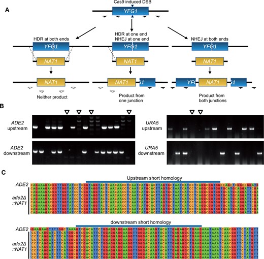 Genotyping of ade2 and ura5 transformants. (A) Possible outcomes of recombination outcomes and colony PCR genotyping scheme. Filled half-arrows indicate primer pairs that should amplify the target region. (B) Representative gels from colony PCR genotyping of transformants. Open arrowheads indicate candidates lacking both 5′ and 3′ junctions, consistent with the expected patterns for full ade2Δ and ura5Δ mutants. (C) Sanger sequencing of ade2Δ candidates from colony PCR genotyping.