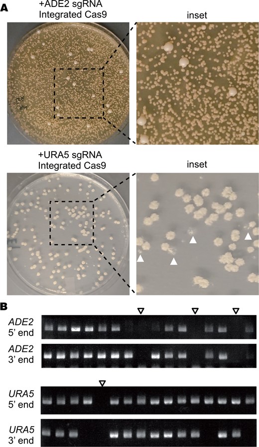 Deletion experiments using a genome-borne copy of optimized CAS9. (A) Transformation plates for deletion of ADE2 or URA5 in CM2049 using a short homology deletion cassette. The URA5 plate shows transformants replica plated onto 5-FOA media. White arrowheads indicate examples of colonies that failed to grow on 5-FOA. (B) Representative gels from colony PCR genotyping of ade2 and ura5 transformants in CM2049. Empty arrowheads indicate candidates lacking both 5′ and 3′ junctions, consistent with the expected patterns for full ade2Δ and ura5Δ mutants.