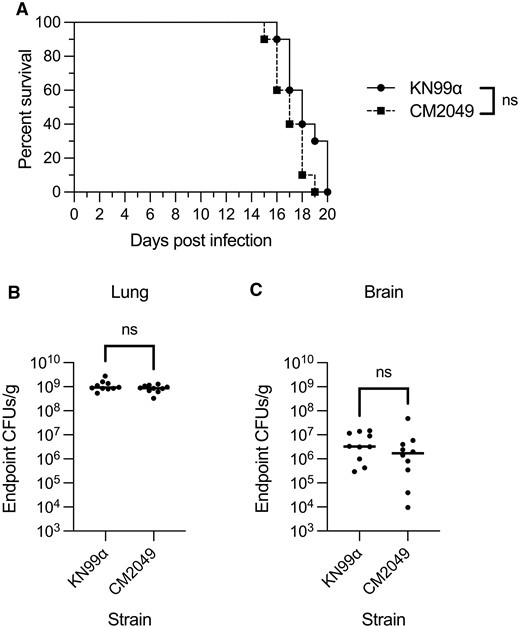 Evaluation of CM2049 infectivity in mice. Groups of 10 C57BL/6J mice were infected with 5 × 104 cells of either CM2049 or its parent strain KN99α. (A) Kaplan-Meier survival curve. ns, not significant, Mantel-Cox test. (B and C) CFUs per gram of organ tissue in the lungs (B) and brains (C) of mice at the time of sacrifice. ns, not significant, Mann-Whitney test.