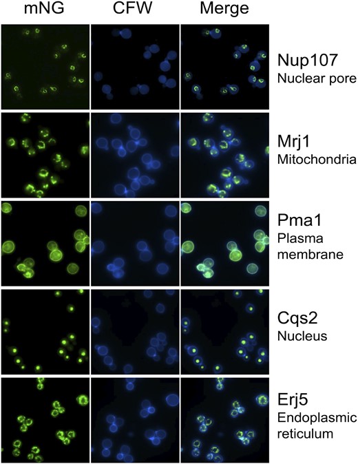 Proteins with distinct predicted localization patterns can be visualized with the C. neoformans LAP tag. Shown are representative images of strains expressing the indicated proteins tagged with mNeonGreen-CBP-2XFLAG; expected localization is included at the right. mNeonGreen fluorescence in the FITC channel is shown in the left column and calcofluor staining of cell wall chitin in the DAPI channel is shown in the center column.
