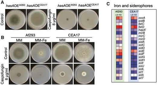 Disruption in iron homeostasis affects the CPE. (A) Images of Af293 and CEA17 strains overexpressing hasA grown in solid medium added with 1 and 8 µg/ml of CSP, (B) Images of Af293 and CEA17 strains grown in solid medium without iron added with 1 and 8 µg/ml of CSP, (C) heatmaps representing the relative expression of genes involved in iron homeostasis and siderophores metabolism in Af293 and CEA17 after exposure to LD and HD od CSP.