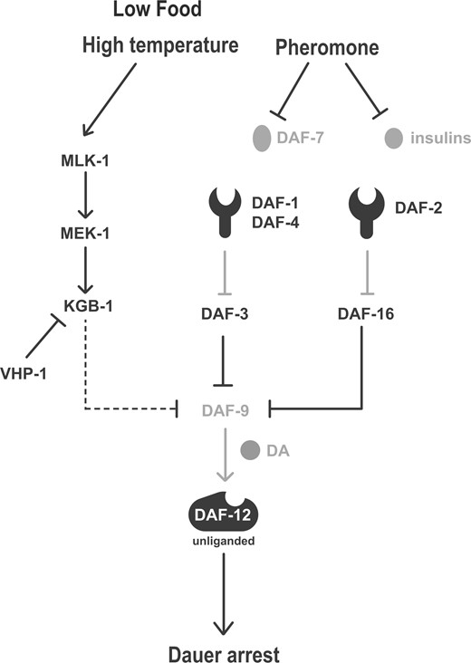 Model figure depicting KGB-1 pathway functioning parallel to TGF-β and insulin signaling pathways in response to stress conditions of diminished food and elevated temperature to regulate dauer formation. Dashed line depicts tentative placement of KGB-1 pathway upstream of DAF-9. DA, dafachronic acids.