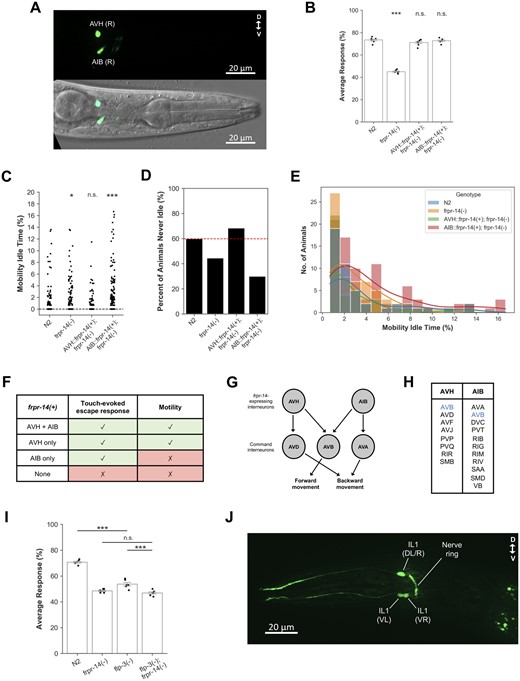 FRPR-14 modulates precommand interneuron function during touch-evoked escape response and motility behaviors. (A) Representative image of frpr-14 translational GFP reporter expression in L4 stage animal. Top—GFP only. Bottom—DIC and GFP merge. (B) Touch-evoked escape response results for AVH and AIB-specific frpr-14 cDNA expression in frpr-14(−) background. Error bars represent standard error of the mean. N = 7 batches. One-way ANOVA followed by Tukey’s HSD post hoc. Only statistical comparisons to N2 shown. ***P < 0.001, n.s., no significance. N2—frpr-14(−) (P = 2.109e−14), N2—AVH::frpr-14(+); frpr-14(−) (P = 2.264e−01), N2—AIB::frpr-14(+); frpr-14(−) (P = 9.360e−01). (C) Percentage of mobility idle time throughout recording duration. N = 117–120 animals. Kruskal–Wallis test followed by Dunn’s post hoc (Holm–Bonferroni correction). Only statistical comparisons to N2 shown. *P < 0.05; ***P < 0.001; n.s., no significance. N2—frpr-14(−) (P = 3.924e−02), N2—AVH::frpr-14(+); frpr-14(−) (P = 1.108e−01), N2—AIB::frpr-14(+); frpr-14(−) (P = 1.123e−06). (D) Percent of animals in (C) that were never idle (i.e., Mobility Idle Time = 0). (E) Distribution of nonzero mobility idle times in (C). Colored lines represent kernel density estimation. N = 38–84 animals. (F) Summary of frpr-14 site-of-action analysis. (G) Schematic showing synaptic connections between frpr-14-expressing interneurons and command interneurons (White et al. 1986). Arrows represent chemical synapses. Connections are unweighted. (H) Interneuron and motorneuron classes postsynaptic to AVH and AIB (White et al. 1986). Only connections with more than one chemical and/or electrical synapse included. (I) flp-3(−); frpr-14(−) genetic epistasis analysis for touch-evoked escape response. Error bars represent standard error of the mean. N = 6 batches. One-way ANOVA followed by Tukey’s HSD post hoc. ***P < 0.001; n.s., no significance. N2—flp-3(−) (P = 1.942e−10), flp-3(−)—flp-3(−); frpr-14(−) (P = 2.279e−04), frpr-14(−)—flp-3(−); frpr-14(−) (P = 5.904e−01). (J) Representative image of flp-3 transcriptional GFP reporter expression in L4 stage animal. Expression in IL1(L/R) is highly variable, and when present, very weak.