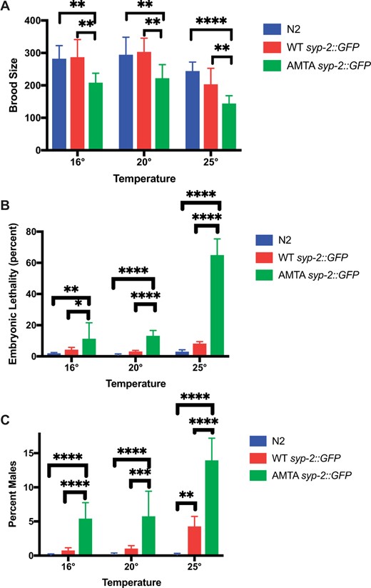 Mutation of the putative DLC-1 binding site in SYP-2 causes temperature-sensitive embryonic lethality and meiotic defects. 9–12 WT syp-2::gfp, +/+ (strain N2), or AMTA syp-2::gfp animals were singled out for each temperature and their progeny statistics were recorded. (A) Brood size analysis. All embryos were counted until the animal no longer laid embryos for 24 h. At all temperatures, the (AMTA) syp-2::gfp mutation had a significantly lower brood size than both WT syp-2::gfp and +/+. (B) Embryonic Lethality: Unhatched embryos were counted 24 h after the adult was moved to the next plate and % unhatched were graphed. The (AMTA) syp-2::gfp mutation has a significantly higher embryonic lethality than +/+ at all temperatures, and the embryonic lethality significantly increases at 25°C, with 64% of embryos failing to hatch. (C) Percent of the living brood that were male. At all temperatures, the (AMTA) syp-2::gfp mutation has a significantly higher rate of males than both WT syp-2::gfp and +/+, with the amount of males at 25°C significantly higher than both other temperatures (P < 0.0001). One +/+ animal grown at 16°C was excluded from all analyses as it had an outlying brood size of 61. ANOVA followed by Tukey’s post hoc test was used for statistical analysis. *P ≤ 0.05, **P ≤ 0.01, ***P ≤ 0.001, ****P ≤ 0.0001.