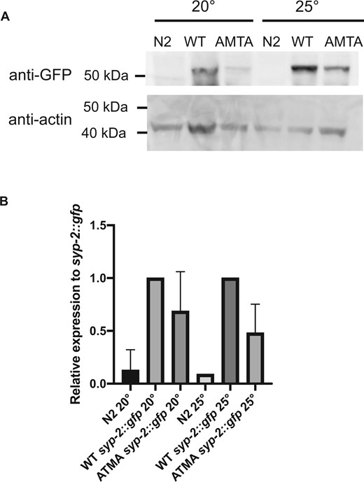 Decreased Abundance of AMTA Mutant SYP-2 Protein. (A) Fifty micrograms of protein prepared from N2, WT syp-2::gfp, and AMTA syp-2::gfp animals grown at 20°C or 25°C, run on acrylamide gel, transferred to western blot and probed with anti-GFP (top) or anti-actin (bottom). (B) Band intensity quantified using ImageJ of two biological replicates, with anti-GFP signal intensity normalized to actin of corresponding sample, then further normalized to syp-2::gfp sample grown at the same temperature. GFP is expressed at a lower level in syp-2::gfp(AMTA) animals than in syp-2::gfp animals at both temperatures, although less significantly so at 20°C.