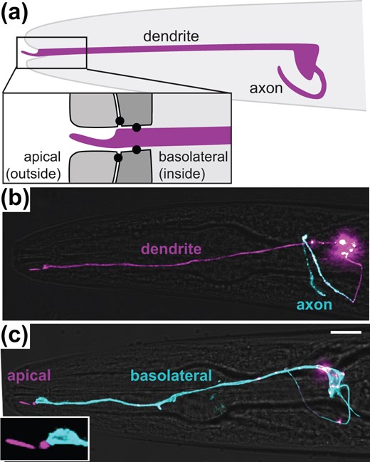 Amphid neurons exhibit both axon-dendrite and apical-basolateral polarity. a) Schematic showing the axon and dendrite of a single amphid neuron (ASER, purple) in the head (gray, anterior drawn to the left). The dendrite ending protrudes through a glial channel and terminates in a sensory cilium that is exposed to the external environment. Inset shows tight junctions (black circles) that separate an outward-facing apical region from an inward-facing basolateral region. b, c) Polarized localization of proteins exclusively to (b) the axon (sfGFP-TM-SER-1, blue) or (c) the basolateral surface (SAX-7-sfGFP, blue). The entire cell is labeled with myristyl-mCherry (purple). Scale bar, 10 µm.
