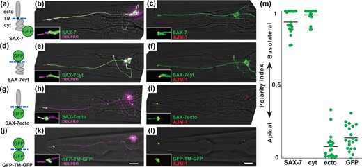 The SAX-7 cytoplasmic tail is necessary and sufficient for basolateral localization. Localization of sfGFP-tagged proteins containing (a–c) full-length SAX-7, (d–f) the SAX-7 cytoplasmic tail, (g–i) the SAX-7 extracellular domain, or (j–l) neither. a, d, g, j) Schematics of the protein variants that were tested. ecto, extracellular region; TM, transmembrane; cyt, cytoplasmic region. Blue dashed line represents the membrane. Localization of each protein (green) in ASER is shown relative to (b, e, h, k) the entire cell labeled with myristyl-mCherry (purple) or (c, f, i, l) tight junctions labeled with AJM-1-mApple (red). Apical proteins differ in the extent of entry into the sensory cilium. Puncta in the cell body may represent newly synthesized protein at an early stage in the secretory pathway. Scale bar, 10 µm. m) The polarity index of each protein was quantified as described in the text and Supplementary Fig. 1. Colored bars represent individual animals; black bars represent the population average. Mean polarity index ± SD: SAX-7, 0.93 ± 0.08; cyt, 0.98 ± 0.04; ecto, 0.08 ± 0.09 (P < 0.0001); GFP, 0.14 ± 0.09 (P < 0.0001). n = 20 for each protein.
