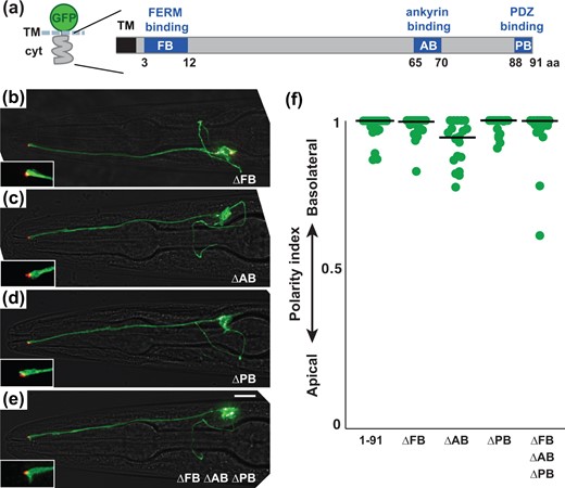Known motifs in the SAX-7 tail are not required for basolateral localization (a) Schematic of the SAX-7 cytoplasmic tail (cyt) showing known motifs. FB, FERM-binding; AB, ankyrin-binding; PB, PDZ-binding. b–e) Localization of sfGFP-TM-cyt proteins in which these motifs were deleted individually or in combination. sfGFP-tagged proteins, green; tight junction (AJM-1-mApple), red. Scale bar, 10 µm. f) The polarity index of each protein, as in Fig. 2: sfGFP-TM-cyt (1–91), 0.98 ± 0.04; ΔFB, 0.98 ± 0.04; ΔAB, 0.93 ± 0.07; ΔPB, 0.98 ± 0.03; ΔFB ΔAB ΔPB, 0.96 ± 0.09. n = 20 for each protein.
