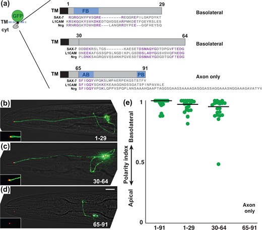 Two regions of the SAX-7 cytoplasmic tail are each sufficient for basolateral localization. a) Schematic of sfGFP-TM fusions to fragments that correspond to residues 1–29, 30–64, or 65–91 of the SAX-7 cytoplasmic tail. In all cases, the 4-aa sequence RQRG was left in place to avoid disturbing juxtamembrane charge distribution that could affect insertion topology. The sequence of each fragment is shown with an alignment to human L1CAM and Drosophila Neuroglian (Nrg). Conserved sequences are in purple. Note the conserved sequences in the second fragment that do not correspond to a known protein binding motif. A summary of the observed localization is shown. b–d) Localization of each protein. sfGFP-tagged proteins, green; tight junction (AJM-1-mApple), red. Scale bar, 10 µm. e) The polarity index of each protein, as in Fig. 2: 1-91, 0.93 ± 0.08; 1-29, 0.95 ± 0.06; 30-64, 0.92±0.12. n = 20 for each protein. A polarity index was not obtained for the 65–91 fragment because it localized exclusively to the axon.