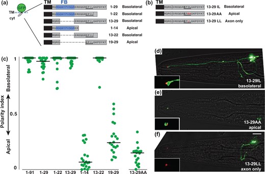 An Ile-Leu motif directs basolateral localization. a, b) Schematics showing cytoplasmic sequences that were fused to a sfGFP-TM scaffold. For each protein, the corresponding residues of the SAX-7 tail and its localization are given. The FERM-binding (FB) motif is in blue and the dileucine-like sequence EPIL is underlined. Internal deletions, dashed lines. Because proteins ending in EPIL (1–22, 13–22) were expressed at nearly undetectable levels, the carboxy-terminus of GFP (DELYK) was added to stabilize expression. b) The dileucine-like sequence EPIL is underlined. Mutated residues, red. c) The polarity index for each protein, as in Fig. 2: 1–91, 0.93 ± 0.08; 1–29, 0.95 ± 0.05; 13–29, 0.98 ± 0.03; 1–14, 0.11±0.11 (P < 0.0001, compared to 1–29); 13-22, 0.99 ± 0.07; 19–29, 0.28 ± 0.15 (P < 0.0001, compared to 1–29); 13-29AA, 0.13 ± 0.08 (P < 0.0001, compared to 13–29). n = 20 for each protein. d–f) Localization of proteins containing (d) the wild-type Ile-Leu (basolateral), (e) mutant Ala-Ala (apical), or (f) mutant Leu-Leu (axon only). sfGFP-tagged proteins, green; tight junction (AJM-1-mApple), red. Scale bar, 10 µm. Puncta in the cell body in (e) may represent newly synthesized protein at an early stage in the secretory pathway.