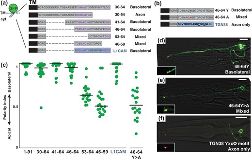 A conserved Tyr motif also promotes basolateral localization. a, b) Schematics showing cytoplasmic sequences that were fused to a sfGFP-TM scaffold. For each protein, the corresponding residues of the SAX-7 tail and its localization are given. A homologous 19-aa sequence from the human L1CAM cytoplasmic tail was also tested, as shown. Conserved sequences are in purple. In all cases, the juxtamembrane sequence RQRG was left in place to avoid disrupting membrane topology. Internal deletions, dashed lines. b) Mutation, red. A 19-aa sequence with a well-characterized Tyr-based motif (YxxΦ) from mouse TGN38, as shown, was also tested. c) The polarity index for each protein, as in Fig. 2: 1–91, 0.93 ± 0.08; 30–64, 0.92 ± 0.12; 41–64, 0.96 ± 0.07; 46–64, 0.94 ± 0.07; 53–64, 0.65 ± 0.11 (P < 0.0001, compared to 30–64); 46–59, 0.53 ± 0.14 (P < 0.0001, compared to 30–64); L1CAM, 0.94 ± 0.08; 46–64Y>A, 0.53 ± 0.18 (P < 0.0001, compared to 46–64). n = 20 for each protein except n = 19 for 46–59. d–f) Localization of proteins containing (d) the wild-type Tyr (basolateral), (e) mutant Ala (mixed; the individual shown here is apically enriched with polarity index = 0.31), or (f) canonical YxxΦ motif (axon only). sfGFP-tagged proteins, green; tight junction (AJM-1-mApple), red. Scale bar, 10 µm.