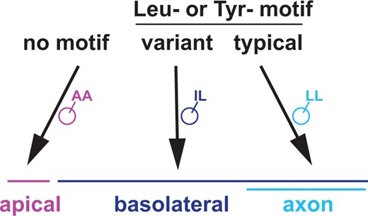 Three sorting pathways in multicompartment neurons. Summary model showing sorting between apical, basolateral, and axonal regions in a multicompartment neuron. Proteins with no motif localize to the apical region, which can thus be considered a default pathway. Proteins with variant Leu- or Tyr-based motifs localize throughout the basolateral region, including the axon. Proteins with canonical Leu- or Tyr-based motifs localize exclusively to the axon.