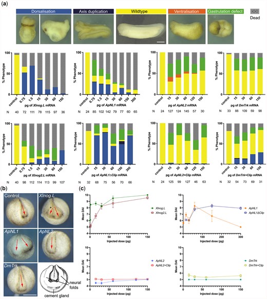 ApNL1 induces dorsalization in Xenopus embryos. a) Phenotypes observed at stage 32 Xenopus embryos for microinjections of Xlnog.L, Xlnog2.L, ApNL1, ApNL1ΔClip, ApNL2, ApNL2+Clip, DmTrk, and DmTrk+Clip. Controls were injected with dH2O. N- total Xenopus embryos injected. b) Anterior view of stage 16 Xenopus embryos show presence/absence of axis duplication. c) Mean DAI charts for the microinjections of Xlnog.L, Xlnog2.L, ApNL1, ApNL1ΔClip, ApNL2, ApNL2+Clip, DmTrk, and DmTrk+Clip. Error bars denote SEM. DAI <5—ventralization; DAI 5- wild type: DAI >5—dorsalization. See also Supplementary Fig. 2. Scale bar 1 mm.