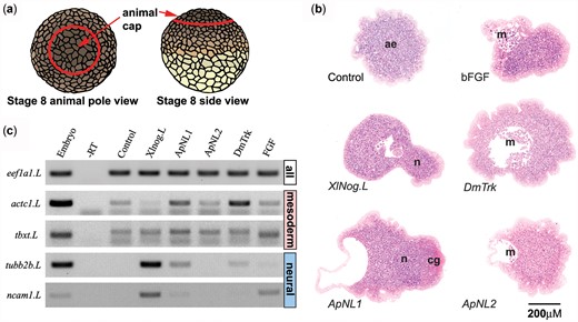ApNL1 and ApNL2 induce mesoderm in Xenopus animal caps. a) Schematic of animal cap explants. b) Representative sections of resin-embedded sections of Polychrome stained animal cap explants. Controls were injected with dH2O. Basic FGF (bFGF) protein was used as a positive control for MAPK activity. ae, atypical epidermis; n, neural; cg, cement gland (neural), m, mesenchyme (ventral mesoderm). Scale bar 200 µm. c) RT-PCR of mesodermal (actc1.L and tbxt. L) and neural (tubb2b.L and ncam1.L) markers. The negative control is genomic RNA from Xenopus embryo without Reverse Transcriptase (RT) enzyme. Ubiquitously expressed elongation factor 1-α (eef1a1.L) is the loading control.