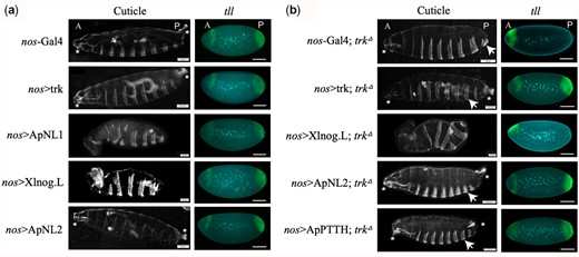 ApNL2 rescues trkΔ mutant phenotypes while Xlnog.L ventralizes Drosophila embryos. a) Maternal expression of genes expressed via the nanos (nos) promoter during Drosophila embryo patterning. Wild-type control (nos-Gal4) first instar larvae cuticle shows normal terminal structures and normal tailless (tll) expression in stage 4 embryos. b) Maternal expression of genes in trunk null mutant flies during Drosophila terminal patterning. The trunk null mutant (nos-Gal4; trkΔ) cuticle lacks abdominal segment after A7 (arrowed) and posterior tll expression in stage 4 embryos. DAPI—staining in centre of embryos, tll—staining at the terminal ends of the embryos. A, anterior; P, posterior. Anterior mouth-hooks and posterior filzkörper are marked by asterisks. Scale bar 100 µm or otherwise stated.