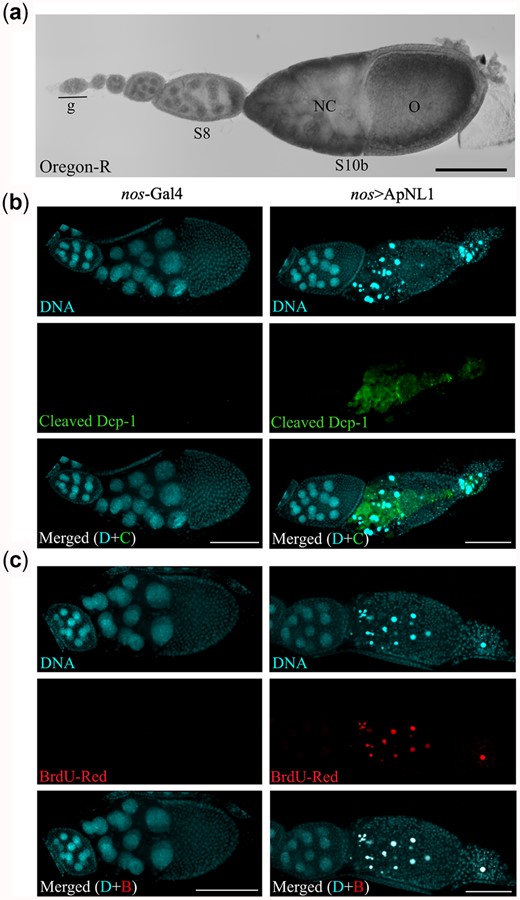 Maternal expression of ApNL1 triggers apoptosis during Drosophila oogenesis. a) A single ovariole of wild-type Oregon-R fly strain. g, germarium; NC, nurse cells; O, oocyte. b) Immunostaining for cleaved Drosophila death caspase 1 (Dcp-1) during late Drosophila oogenesis of nos-Gal4 and nos>ApNL1 female flies. DAPI—cyan, cleaved Dcp-1—green. c) TUNEL assay with BrdU-Red for late stages of Drosophila oogenesis of nos-Gal4 and nos>ApNL1 female flies. Scale bar 100 µm.