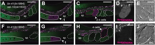 SEL-10 degrades oocyte-expressed DENDRA::LIN-41. Red and green channel fluorescence (a–c and f–h) in DENDRA::LIN-41-expressing sel-10(ok1632) (a–e) and sel-10(+) (f–j) hermaphrodites. The positions of oocytes (solid outlines), embryos (dashed outlines), and spermathecae (sp) are indicated for reference. Images were collected either before photoactivation (a and f), immediately after photoactivation of the −1 oocyte (arrowheads, b and g), or after a 100-min recovery period (c–e and h–j). Embryos with above-background levels of red channel fluorescence are outlined in magenta; the embryo that most likely developed from the photoactivated −1 oocyte is indicated with an arrowhead (c and h). Magnified red channel fluorescence (d and i) and DIC images (e and j) of this embryo are shown. Scale bars: 50 µm (a–c and f–h) and 20 µm (d, e, i, and j).