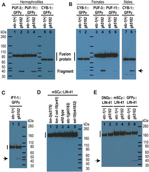GFP-tagged fusion proteins are partially proteolyzed in etc-1(gk5182) animals. a–e) Western blots with a FLAG-specific primary antibody. Three FLAG tags are located at the extreme C-terminus of PUF-3::GFP, PUF-11::GFP, CYB-1::GFP, and IFY-1::GFP and in-between LIN-41 and each fluorescent protein (mSCARLET, DENDRA, or GFP). The predicted molecular mass of each full-length fusion protein (vertical line) is ∼89 kDa for each PUF::GFP fusion protein (a and b), 73 kDa for CYB-1::GFP (a and b), 61 kDa for IFY-1::GFP (c), and 154–156 kDa for each LIN-41 fusion protein (d and e), and the same set of molecular weight markers (horizontal lines) were used in (a) and (b). A partially proteolyzed GFP::FLAG-containing fragment >32 kDa (arrow) accumulates in the etc-1(gk5182) animals that express a GFP fusion protein (a–c, and e). The protein lysates were made from adult hermaphrodites (a, c–e), adult females (b), or adult males (b), as indicated.