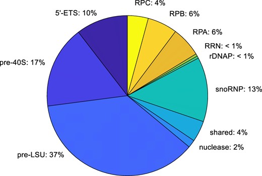 Copy number of assembly factors and other relevant proteins per cell. Integration of the number of copies of each subset of proteins. Some categories, including the subunit-specific AFs, are underestimates since the only AFs that are included are those for which there are homologs in man. This pie chart cannot be directly compared with charts based on isolated fractions (Andersen et al. 2005), since those charts illustrate the total number of different kinds of proteins that are present in each category, rather than the aggregate number of molecules present in each category. We estimate that there are ∼1,080,000 subunit-specific AFs in each cell (200 × 5,400 copies). This number is about twice that estimated for histones. Since the volume of a cell with a diameter of 5 µg is ∼6.5 µ 10−11 ml, the yeast nucleus makes up about 7% of the cell volume (Jorgensen et al. 2007), and the volume of the nucleolus is about one-third the volume of the nucleus, if one takes 100 kDa as the average MW of AFs, the total concentration of AFs in the nucleolus would reach ∼ 100 mg/ml. Each AF therefore would have a concentration of ∼ 0.5 mg/ml.