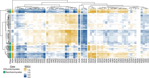 Relative synonymous codon usage across 171 fungal genomes. Relative synonymous codon usage (RSCU) was calculated from the coding sequences of 103 Eurotiomycetes (filamentous fungi) and 68 Saccharomycetes (budding yeasts) genomes obtained from NCBI. Hierarchical clustering was conducted across the fungal species (rows) and codons (columns). Eight groups of clustered rows were identified; 7 groups of clustered columns were identified. Broad differences were observed in the RSCU values of Eurotiomycetes and Saccharomycetes genomes. For example, Saccharomycetes tended to have higher RSCU values for the AGA codon, whereas Eurotiomycetes tended to have higher RSCU values for the CUG codon. To account for the use of an alternative genetic code in budding yeast genomes from the CUG-Ser1 and CUG-Ser2 lineages (Krassowski et al. 2018), the alternative yeast nuclear code—which is one of 26 alternative genetic codes incorporated into BioKIT—was used during RSCU determination. User’s may also provide their own genetic code if it is unavailable in BioKIT. This figure was made using pheatmap (Kolde 2012).