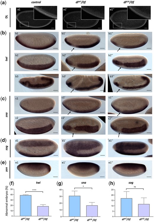 DL activity is altered in the SUMO-deficient mutant. The DL gradient was visualized with a DL antibody in control, dlWT/Df and dlSCR/Df embryos (a). Insets represent a zoomed-in view of the presumptive cephalic furrow in the ventral region. In situ hybridization images of stage 5 embryos probed with digoxigenin-AP-labeled antisense RNA probes against twi (b), sna (c), sog (d), and zen (e) are shown (b3–b3″ are stage 7 embryos, an exception). Embryos are oriented with the anterior side to the left and ventral side down (b1–b1″; b3–b3″; c1–c1″; e1–e1″), or tilted toward the reader (b2–b2″; c2–c2″; d1–d1″), for control (b1–e1), dlWT/Df (b1′–e1′), and dlSCR/Df (b1″–e1″). Arrows indicate a narrowing or an absence of the twi (a) and sna (b) pattern at the region of the presumptive cephalic furrow. d1′–d1″) A fusion of the sog gradient near the ventral cephalic region. Embryos showing a deviation from the normal pattern (narrowing/absence/fusion) for twi, sna, and sog were plotted as a percentage of total stained embryos, for the control, dlWT/Df, and and dlSCR/Df (f–h). Approximately 50 embryos were scored in each technical replicate, across 3 technical replicates. Data represented as mean ± SEM, unpaired t-test, (ns) P > 0.05, (***) P < 0.001, (*) P < 0.05.