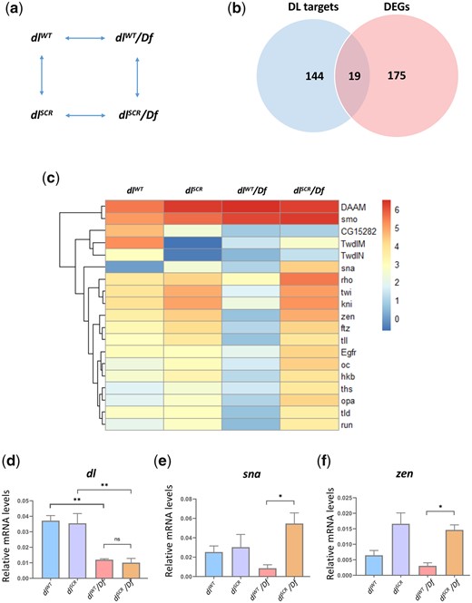 DLSCR displays higher transcriptional activity. Maternal genotypes of the embryos used for the 3′ RNA-seq analysis and their pairwise comparison to obtain DEGs is presented in (a). Genes that were identified as direct targets of DL from published literature and DEGs across all the conditions are represented as a Venn diagram in (b). The subset of DEGs with known binding sites for DL is represented as a heatmap, for dlWT, dlSCR, dlWT/Df and dlSCR/Df embryos at 29°C in (c). LogCPM values are plotted. (d–f) Relative mRNA expression levels of dl, sna and zen transcripts, respectively, measured by qRT-PCR analysis, for 0–2 hr embryos laid by mothers of the indicated genotypes at 29°C. N = 3, mean ± SEM, ordinary 1-way ANOVA, (ns) P > 0.05, (**) P < 0.01, (*) P < 0.05