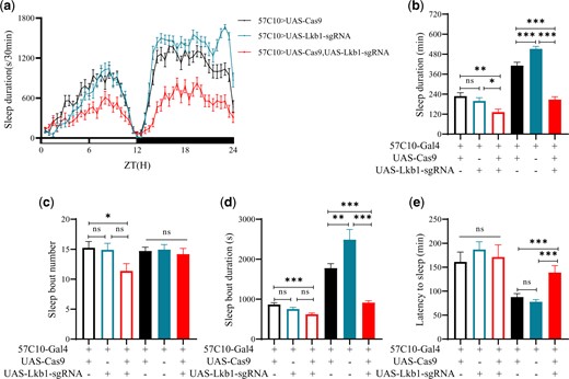 Sleep phenotypes of mutants from whose neurons Lkb1 was targeted. a) Sleep profiles of UAS-Lkb1-sgRNA/57C10-Gal4;+/UAS-Cas9 (red, n = 44), UAS-Lkb1-sgRNA/57C10-Gal4 (blue, n = 41), and 57C10-Gal4/+;+/UAS-Cas9 (black, n = 45) flies. Statistical analysis of sleep duration, sleep bout number, sleep bout duration, and latency to sleep in UAS-Lkb1-sgRNA/57C10-Gal4;+/UAS-Cas9 (red, n = 44), UAS-Lkb1-sgRNA/57C10-Gal4 (blue, n = 41), and 57C10-Gal4/+;+/UAS-Cas9 (black, n = 45) flies. Open bars denote daytime, filled bars nighttime. b) Sleep duration. Daytime and nighttime sleep duration of UAS-Lkb1-sgRNA/57C10-Gal4;+/UAS-Cas9 was significantly less than those of UAS-Lkb1-sgRNA/57C10-Gal4 and 57C10-Gal4/+;+/UAS-Cas9 flies. c) Sleep bout number. Daytime and nighttime sleep bout numbers of UAS-Lkb1-sgRNA/57C10-Gal4;+/UAS-Cas9 was not significantly from those of UAS-Lkb1-sgRNA/57C10-Gal4 and 57C10-Gal4/+;+/UAS-Cas9 flies. d) Sleep bout duration. Nighttime sleep bout duration of UAS-Lkb1-sgRNA/57C10-Gal4;+/UAS-Cas9 was significantly less than that of UAS-Lkb1-sgRNA/57C10-Gal4 and 57C10-Gal4/+;+/UAS-Cas9 flies. e) Latency to sleep. Latency to sleep after light-off of UAS-Lkb1-sgRNA/57C10-Gal4;+/UAS-Cas9 was longer than that of 57C10-Gal4/+;+/UAS-Cas9 which was not significantly different from that of UAS-Lkb1-sgRNA/57C10-Gal4 flies. One-way ANOVA was used. n.s. denotes P > 0.05, *P < 0.05, **P < 0.01, ***P < 0.001. Error bars represent SEM.