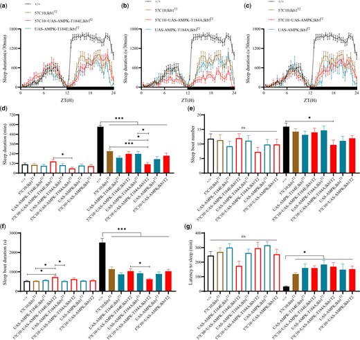 Genetic interactions between lkb1 and ampk. a) Sleep profiles of UAS-Ampk-T184E/57C10; lkb1T2 (red, n = 19), 57C10; lkb1T2 (yellow, n = 24), UAS-Ampk-T184E; lkb1T2 (blue, n = 22) and wt (black, n = 24) flies. b) Sleep profiles of UAS-Ampk-T184A/57C10; lkb1T2 (red, n = 24), 57C10; lkb1T2 (yellow, n = 24), UAS-Ampk-T184A; lkb1T2 (blue, n = 23) and wt (black, n = 24) flies. c) Sleep profiles of UAS-Ampk/57C10; lkb1T2 (red, n = 24), 57C10; lkb1T2 (yellow, n = 24), UAS-Ampk; lkb1T2 (blue, n = 11) and wt (black, n = 24) flies. (d–g) Statistical analysis of sleep duration, sleep bout number, sleep bout duration, and latency to sleep in wt (black, n = 24), 57C10; lkb1T2 (yellow, n = 24), UAS-Ampk-T184E; lkb1T2 (blue, n = 22), UAS-Ampk-T184E/57C10; lkb1T2 (red, n = 19), UAS-Ampk-T184A; lkb1T2 (blue, n = 23), UAS-Ampk-T184A/57C10; lkb1T2 (red, n = 24), UAS-Ampk; lkb1T2 (blue, n = 11), and UAS-Ampk/57C10; lkb1T2 (red, n = 24) flies. Open bars denote daytime, filled bars nighttime; n.s. not shown. One-way ANOVA was used. n.s. denotes P > 0.05, *P < 0.05, **P < 0.01, ***P < 0.001. Error bars represent SEM.