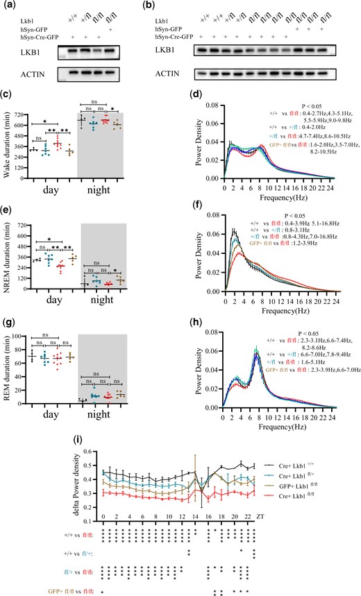 Sleep phenotypes of lkb1 conditional knockout mice. a) Levels of LKB1 protein from Lkb1fl/fl mice injected with AAV-hSyn-Cre-GFP virus (Cre+ Lkb1fl/fl, n = 4), Lkb1fl/fl mice injected with AAV-hSyn-GFP virus (GFP+ Lkb1fl/fl, n = 3), Lkb1fl/+ mice injected with AAV-hSyn-Cre-GFP virus (Cre+ Lkb1fl/+, n = 2) and Lkb1+/+ mice injected with AAV-hSyn-Cre-GFP virus (Cre+ Lkb1+/+, n = 2). These mice were among those used for EEG recording and analysis. b) Levels of LKB1 protein in individual mice (genotypes labeled: Cre+ Lkb1fl/fl, GFP+ Lkb1fl/fl, Cre+ Lkb1fl/+, and Cre+ Lkb1+/+). These mice were the same mice as those in (a) but presented individually. Statistical analysis of wake duration, NREM duration and REM duration in Cre+ Lkb1fl/fl (red, n = 10), GFP+ Lkb1fl/fl (yellow, n = 5), Cre+ Lkb1fl/+ (blue, n = 7), and Cre+ Lkb1+/+ (black, n = 4) mice in a 12:12 LD cycle. White background denotes daytime, gray background nighttime. c) Wake duration. Daytime wake duration of Cre+ Lkb1fl/fl mice was higher than those of GFP+ Lkb1fl/fl, Cre+ Lkb1fl/+, or Cre+ Lkb1+/+ mice. Night-time wake duration of Cre+ Lkb1fl/fl mice was higher than that of GFP+ Lkb1fl/fl mice. e) NREM duration. Daytime NREM duration of Cre+ Lkb1fl/fl mice was lower than those of GFP+ Lkb1fl/fl, Cre+ Lkb1fl/+, and Cre+ Lkb1+/+ mice. Night-time NREM duration of Cre+ Lkb1fl/fl mice was lower than that of GFP+ Lkb1fl/fl mice. g) REM duration. Daytime and nighttime REM durations of Cre+ Lkb1fl/fl mice was not significantly different from those of GFP+ Lkb1fl/fl, Cre+ Lkb1fl/+, and Cre+ Lkb1+/+ mice. EEG power spectrum of (d) WAKE, (f) NREM, and (h) REM states in Cre+ Lkb1fl/fl (red, n = 8), GFP+ Lkb1fl/fl (yellow, n = 5), Cre+ Lkb1fl/+ (blue, n = 6), and Cre+ Lkb1+/+ (black, n = 4) mice. (i) NREM δ-power density of Cre+ Lkb1fl/fl (red, n = 8), GFP+ Lkb1fl/fl (yellow, n = 5), Cre+ Lkb1fl/+ (blue, n = 6), and Cre+ Lkb1+/+ (black, n = 4) mice. One-way ANOVA was used in (c, e, g) for comparison of Cre+ Lkb1fl/fl, Cre+ Lkb1fl/+, and Cre+ Lkb1+/+ mice. Unpaired t test was used in (c, e, g) for comparison of Cre+ Lkb1fl/fl, and GFP+ Lkb1fl/fl mice. Two-way ANOVA followed by Turkey’s multiple comparisons test was used in (d, f, h, i). n.s. denotes P > 0.05, *P < 0.05, **P < 0.01, ***P < 0.001. Error bars represent SEM.