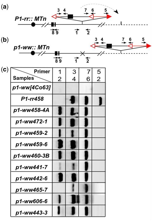 PCR analysis of Ac::MTn transposition events. a and b) Schematic structure of the P1-rr::MTn allele and p1-ww::MTn allele with PCR primers labeled as arrows. Excision footprint was marked by “x” at the Ac::MTn donor site. Vertical lines are insertion target of Ac::MTn. c) Gel analysis of PCRs that identify the excision and reinsertion of Ac::MTn.