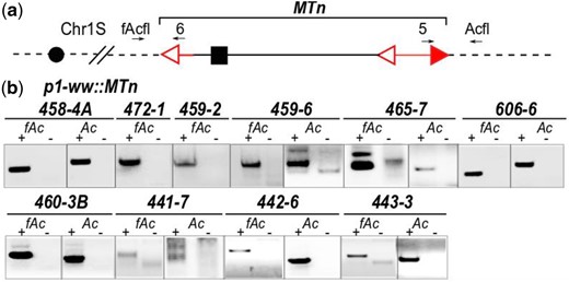 PCR verification of Ac::MTn reinsertions. a) Schematic structure of p1-ww::MTn allele with PCR primers labeled. b) Gel analysis of verification PCR. Reinserted locations were confirmed by PCR with primers “Acfl” and “5,” and primers “fAcfl” and “6.” Primers “Acfl” and “fAcfl” are from newly obtained flanking sequences. Lanes “+” use templates from genomic DNA of each allele, and lanes “-” contain DNA from p1-ww [4Co63] as the negative control. Independent Ac::MTn insertions result in different locations in genome, thus primers “Acfl” and “fAcfl” are different in sequences and generate bands with different sizes as observed for each allele.