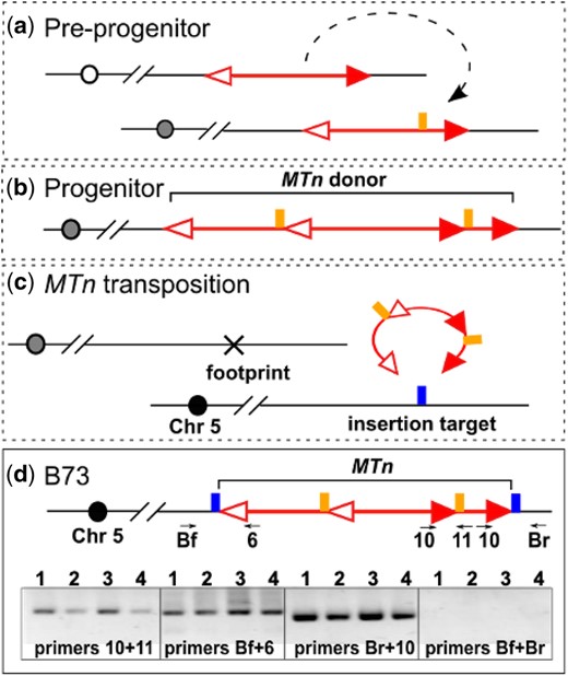 MTn in B73 genome. a) Predicted preprogenitor allele with 2 Ds elements inserted into one another at the target site (vertical line). b) The structure of MTn in the progenitor line of B73. TSDs (2 vertical lines) flank the internal Ds. c) The ancient transposition of MTn from the donor site to the target site (vertical line). d) MTn in B73. Upper panel: MTn is located on chromosome 5 of B73 genome, flanked by TSDs (2 vertical line). Numbered arrows indicate primers used in PCR to detect somatic transposition of MTn. Lower panel: PCR results testing the structure of MTn and its activity. Lane1-4: B73 carrying active Ac from p1-vv9D9A; B73 carrying active Ac from p1-wwdef1; B73; B73 (the latter 2 samples are from different DNA preparations).