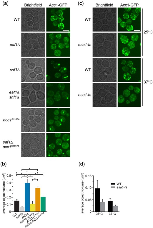 NuA4, Snf1, and Acc1 phosphorylation state mutants impact the localization of Acc1-GFP. a) Wild-type (YKB 3954), eaf1Δ (YKB 4448), snf1Δ (YKB 4348), eaf1Δ snf1Δ (YKB 4364), acc1S1157A (YKB 4401), and eaf1Δ acc1S1157A (YKB 4404) cells expressing endogenously tagged Acc1-GFP were grown to early-log phase at 30°C in YPD and assessed for Acc1-GFP localization. Representative brightfield and fluorescent images are shown. Scale bar: 4 µm. b) The average volume of Acc1-GFP structures in each strain was quantified using IMARIS software. Quantification is the average of 3 biological replicates, a minimum of 100 cells per replicate was scored. Error bars denote the standard error of the mean (SEM). n = 3, *P < 0.05 determined using a 1-way ANOVA test with a Tukey’s multiple comparisons test. c) Wild-type (YKB 3954) and esa1-ts (YKB 4303) yeast expressing endogenously tagged Acc1-GFP were grown to early-log phase at the permissive temperature of 25°C in YPD. Cells were then diluted to an OD600 of 0.2 in YPD and grown at restrictive temperature of 37°C for 2 h before Acc1-GFP localization was assessed. Representative brightfield and fluorescent images at 25°C and 37°C are shown. Scale bar: 4 µm. d) The average volume of Acc1-GFP structures in wt and esa1-ts strains at 25°C and 37°C were quantified using IMARIS software. Quantification is the average of 3 biological replicates, a minimum of 100 cells per replicate was scored. Error bars denote the standard error of the mean (SEM). n = 3, *P < 0.05 determined using a 2-way ANOVA test with a Tukey’s multiple comparisons test.