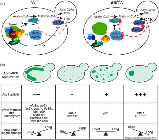 Model for NuA4-dependent regulation of Acc1. a) Schematic representing the regulation of Acc1 in WT and eaf1Δ yeast by NuA4. b) Four different phenotypes of Acc1-GFP localization were identified in our study. These phenotypes are demonstrated along with a table summarizing the activity of Acc1, causes of the phenotype, and the pattern of acyl-CoA chain length associated with the each of the phenotypes.