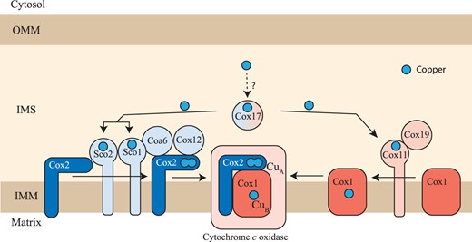 The mitochondrial copper delivery pathway to cytochrome c oxidase. A schematic diagram of the mitochondrial copper delivery pathway to CcO is shown. The assembly of the Cox1 and Cox2 subunits of CcO is a modular process requiring a dedicated set of assembly factors that are specific for each module. Cox11 and Cox19 are involved in CuB site formation within the Cox1 subunit whereas Sco1, Sco2, Cox12, and Coa6 are involved in the formation of CuA site within the Cox2 subunit. Cox11 is the specific copper metallochaperone for the Cox1 subunit and Sco1 is the specific copper metallochaperone for the Cox2 subunit. Cox11 and Sco proteins receive their copper from Cox17, a twin CX9C motif-containing IMS protein. Sco2 and Coa6 function as disulfide reductases in the copper transfer from Sco1 to Cox2 while Cox19 is required to maintain Cox11 in a functional form. OMM, outer mitochondrial membrane; IMS, intermembrane space; IMM, inner mitochondrial membrane.