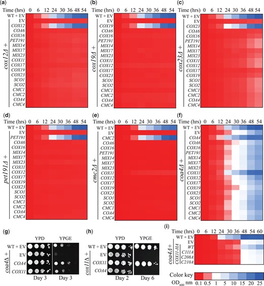 A targeted yeast genetic suppressor screen identifies Cox11 as a suppressor of the respiratory growth defect of coa4Δ mutant. a–f) Heatmap representation of growth of the query mutants cox12Δ (a), cox19Δ (b), cox23Δ (c), pet191Δ (d), cmc2Δ (e), and coa4Δ (f), transformed with the indicated plasmids in YPGE medium. Growth was initiated at a starting OD600nm of 0.1 and was monitored by measuring the absorbance at 600 nm at the indicated time points. g, h) Serial dilutions of the indicated transformants were seeded on YPD- and YPGE-containing plates and were incubated at 30°C. Images were taken on the indicated days. i) The coa4Δ mutant transformed with WT or the indicated COX11 constructs were grown in YPGE at a starting OD600nm of 0.1 and the growth was monitored by measuring the absorbance at 600 nm at the indicated time points. EV, empty vector.