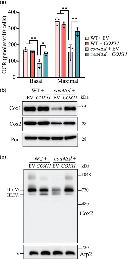Cox11 overexpression rescues CcO function and formation in coa4Δd mutant. a) The mitochondrial OCR of the indicated transformants was measured at 30°C in YPGE. Maximal rate refers to the mitochondrial OCR after the addition of CCCP. b) SDS-PAGE/western blot analysis of Cox1 and Cox2 levels of the indicated transformants. Twenty micrograms of mitochondrial extracts were loaded in each lane. Por1, a mitochondrial outer membrane protein, was used as a loading control. c) BN-PAGE/western analysis of complex IV (CcO)-containing supercomplexes using Cox2 antibody. Twenty micrograms of digitonin solubilized mitochondria of the indicated transformants were loaded per lane. Complex V (Atp2) was used as a loading control. Data are represented as mean ± SD with each data point representing a biological replicate; *P < 0.05, **P < 0.01, n = 3. The western blots are representative images of 3 independent replicates. EV, empty vector; OCR, oxygen consumption rate.