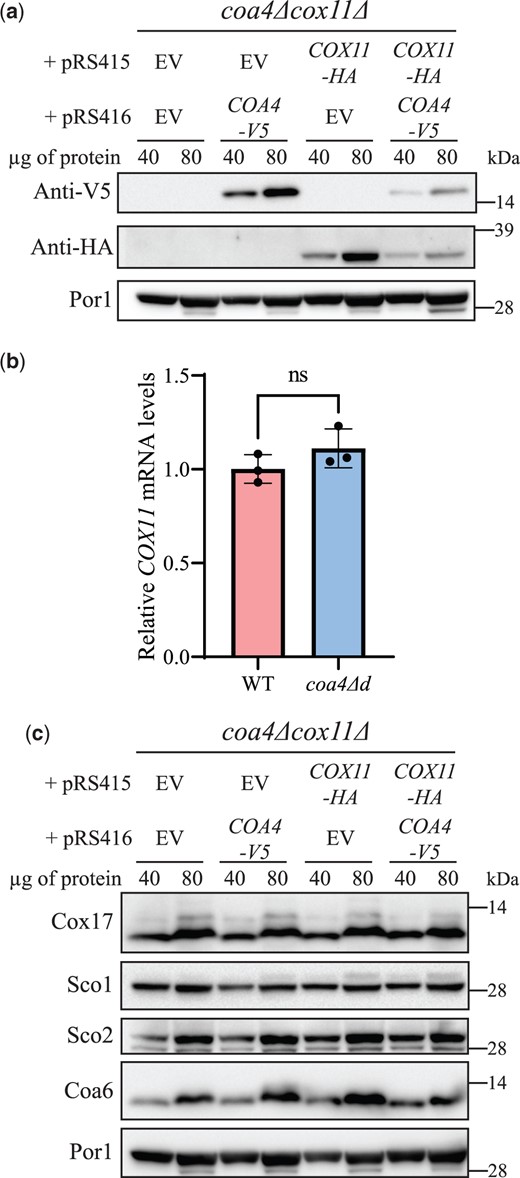 The steady-state levels of Coa4 and Cox11 are reciprocally regulated. a) SDS-PAGE/western blot analysis of the steady-state levels of V5-tagged Coa4 and HA-tagged Cox11 in cells grown in media containing 2% galactose + 0.05% glucose as carbon sources. Forty and 80 µg of mitochondrial protein extracts of the indicated transformants were loaded per lane. Por1 was used as a loading control. b) COX11 mRNA levels in WT and coa4Δd cells were measured by quantitative reverse transcription PCR. Cells were grown in YPGalactose media for 15 h before isolating RNA. The data are normalized to ACT1 expression and represented as mean ± SD (n = 3). c) SDS-PAGE/western analysis of the steady-state levels of Sco1, Sco2, Cox17, and Coa6 in the indicated transformants. The western blots are representative images of 3 independent replicates. EV, empty vector; n.s., not significant.